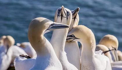 pixiv科普:丑闻背后7个你从没注意的细节